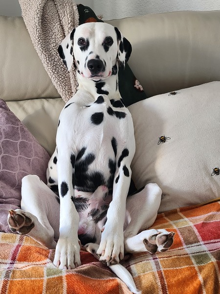 Adolescent Dog Survival Thread - for teenage dirtbags