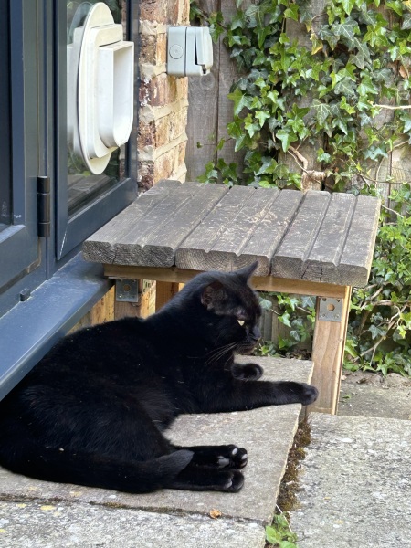 Hymns in Minor Keys & the Russian Easter Overture - the Excellent Cats ignore Culture.....