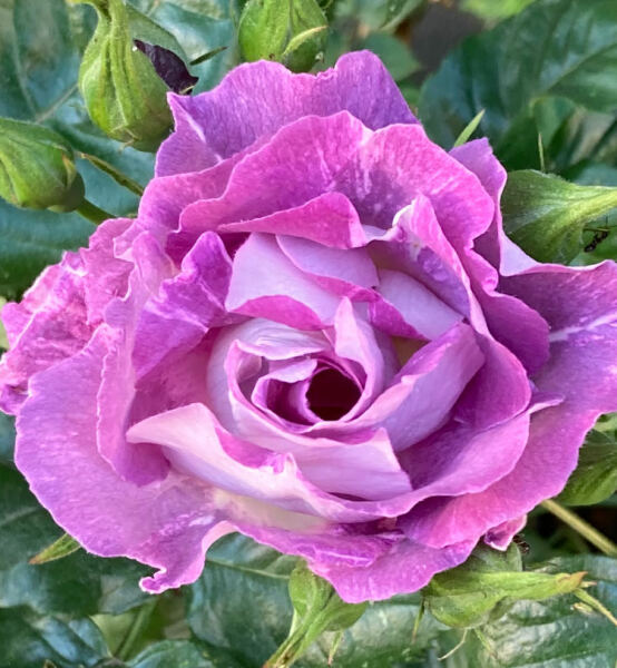 Which rose has bloomed first in your garden?