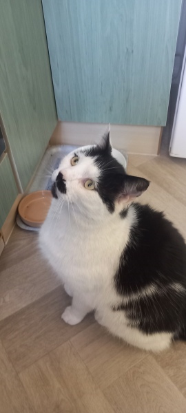 Roond and roond and up and doon - the Excellent Cats roam aboot