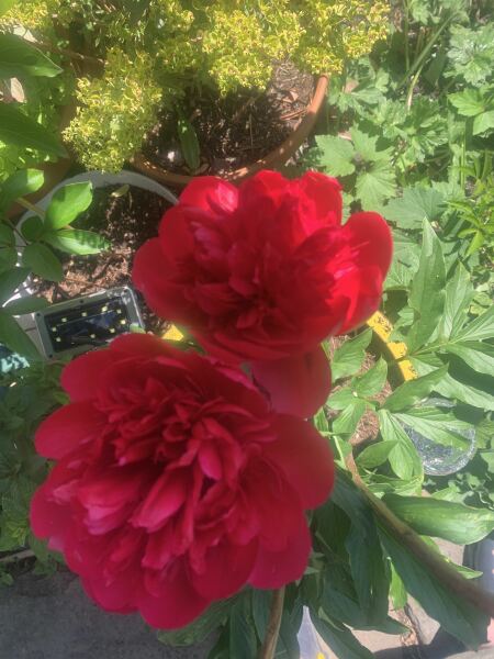Hardy Geranium problem.