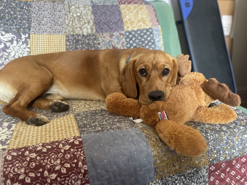 Dog walking belts - recommendations?