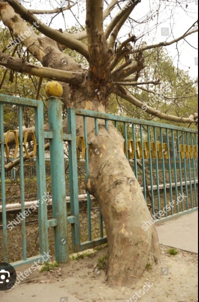 Do we have a Wildlife/Nature/Conservation topic?