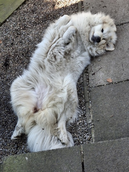 Adolescent Dog Survival Thread - for teenage dirtbags