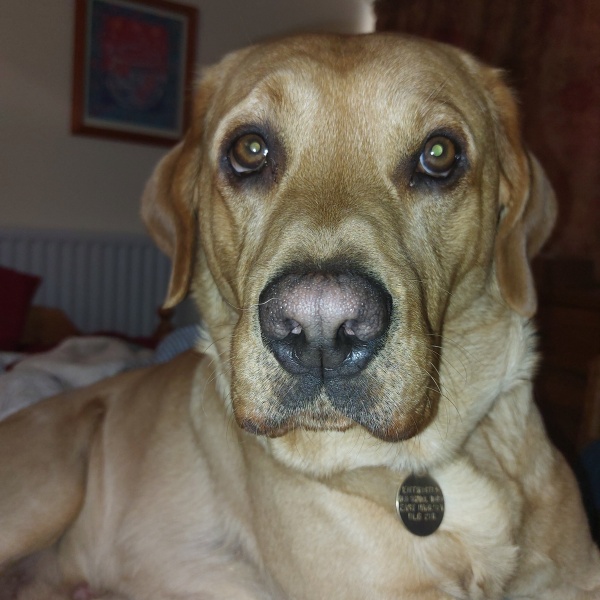 Shameless puppy pic post - please admire my gorgeous boy