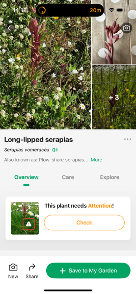 Knotweed? Panicking.