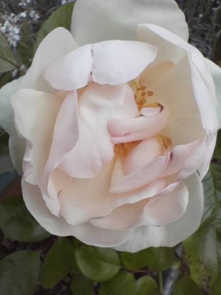 Which rose has bloomed first in your garden?