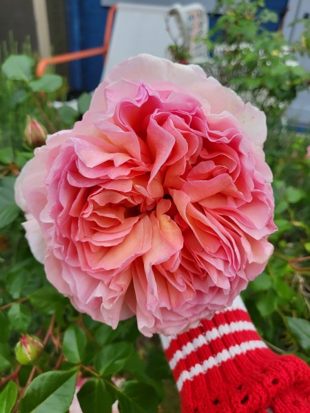 Which rose has bloomed first in your garden?
