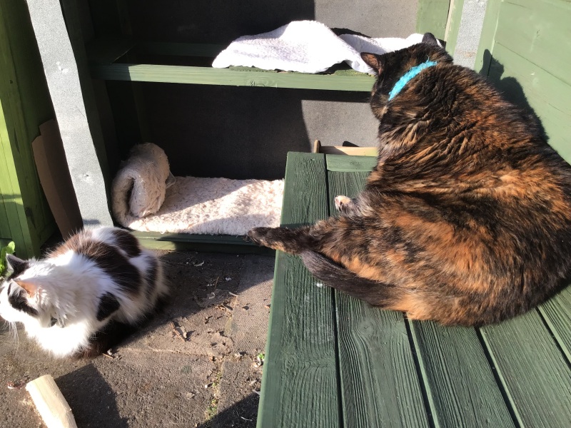 Roond and roond and up and doon - the Excellent Cats roam aboot