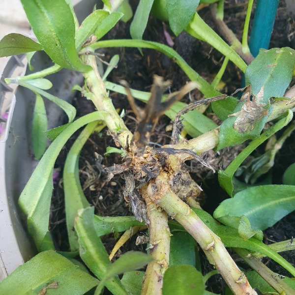 Will these survive?
