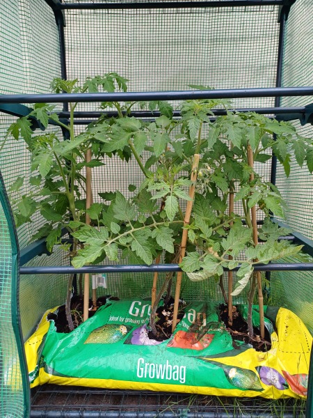 Do I need to trim some branches off my tomato plants?