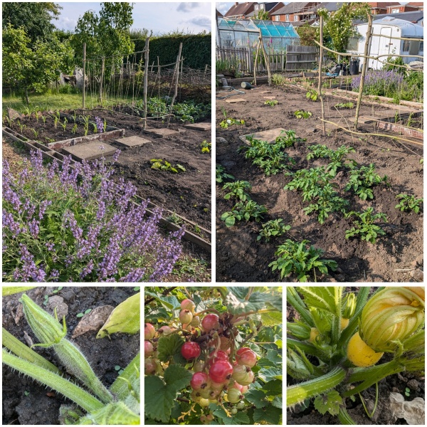 The Vegetable Patch 2024/2025