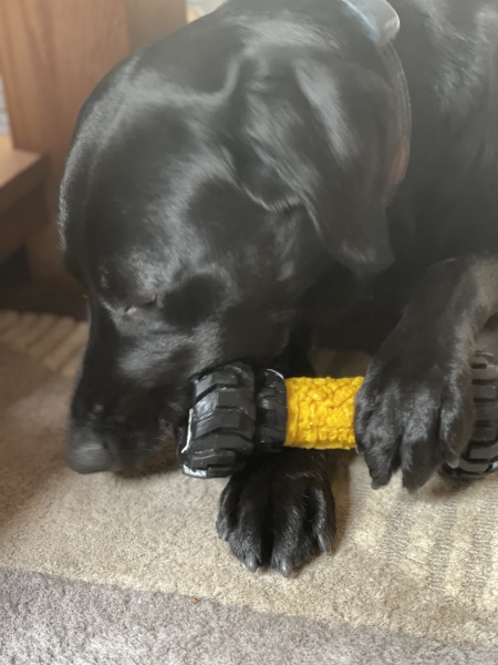 New puppy - to crate or not? and overnight location