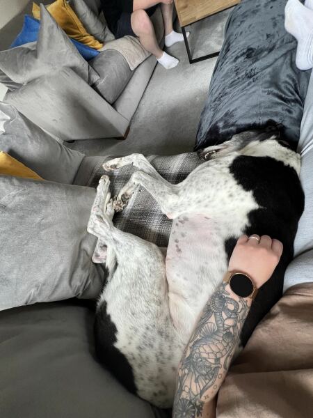 URGENT - DOG ATTACKED PARTNER **Please read OP's latest updates**  [edited by MNHQ]