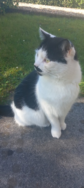 Hymns in Minor Keys & the Russian Easter Overture - the Excellent Cats ignore Culture.....