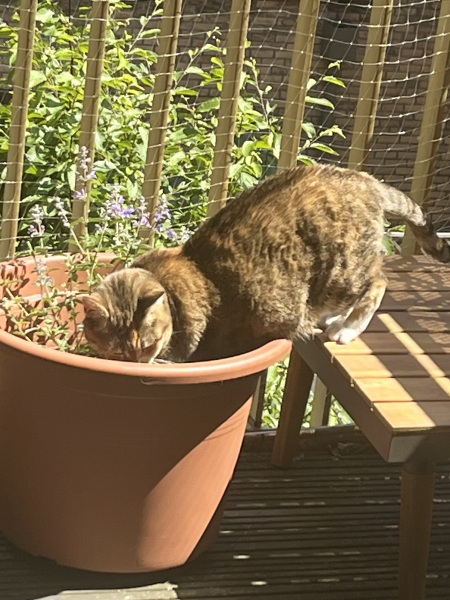 Roond and roond and up and doon - the Excellent Cats roam aboot