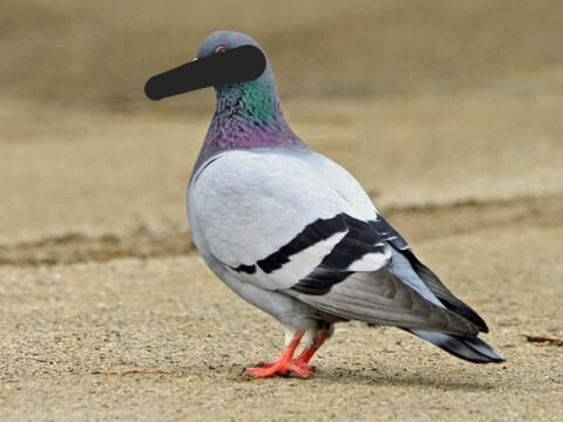 AIBU to go to the press after finding bird poo inside baby hat from George at Asda?