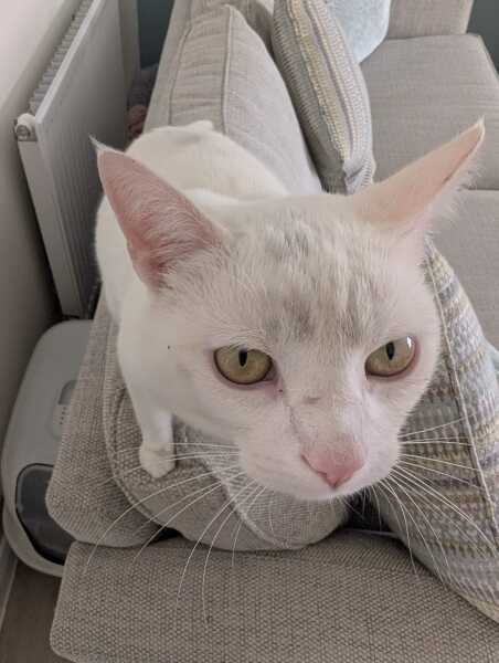 Is it just my white cat?