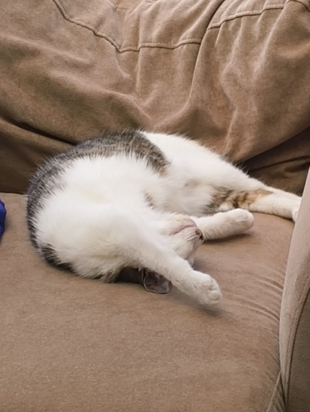 How exhausted are your cats today?