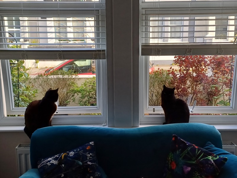 The Bluestocking Women's Pub, where brains can exist in a single state