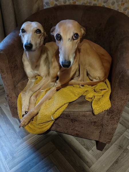 Treats for senior dog with missing teeth?