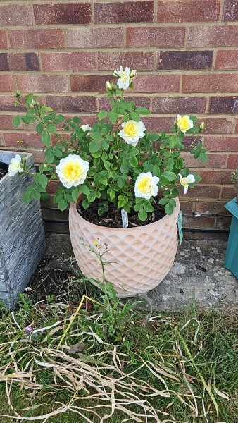 Which rose has bloomed first in your garden?