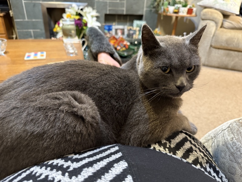 CATS!