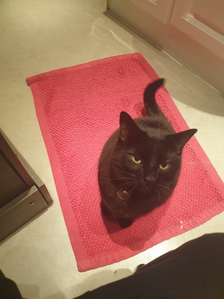 Roond and roond and up and doon - the Excellent Cats roam aboot