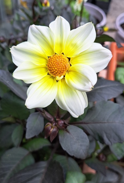 Has anyone planted out their dahlias?