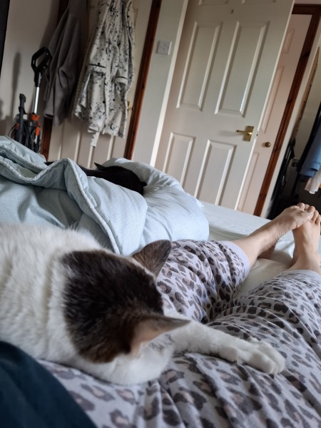 Would you say male or female cats are more affectionate ?