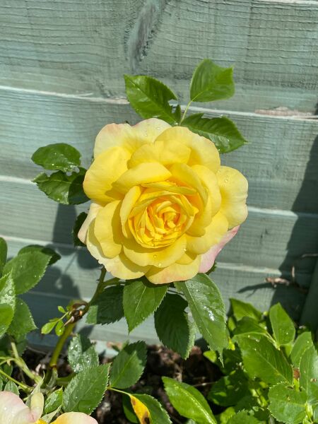 Which rose has bloomed first in your garden?