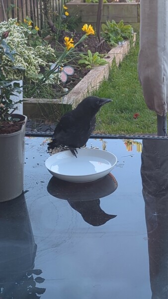 To not know how to deal with a sick/injured crow on my garden table?