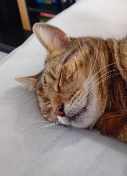 Roond and roond and up and doon - the Excellent Cats roam aboot