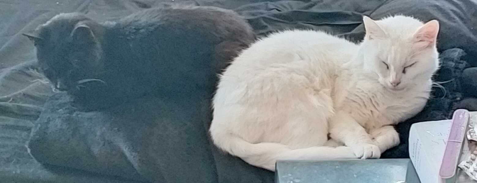 Roond and roond and up and doon - the Excellent Cats roam aboot