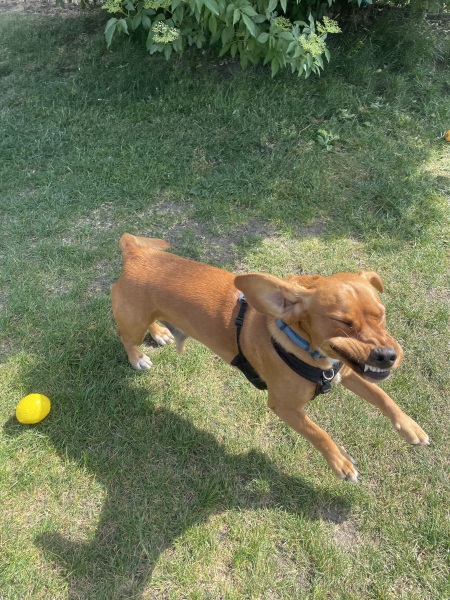 Adolescent Dog Survival Thread - for teenage dirtbags