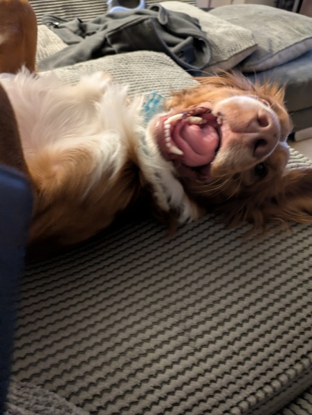 Adolescent Dog Survival Thread - for teenage dirtbags