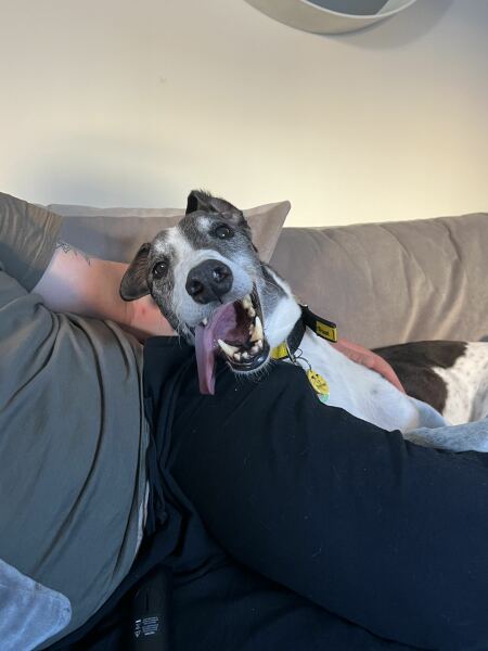 Treats for senior dog with missing teeth?