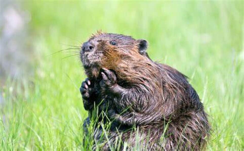 Are toilets still allowed to be cleaned by members of the opposite sex?