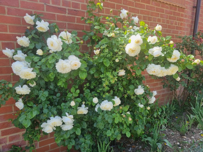 Which rose has bloomed first in your garden?