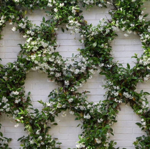 Disguising (but not touching) neighbours fence right outside our back door.