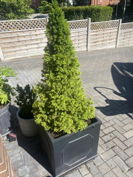 Plant care advice please