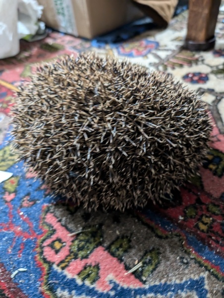 Year round Nigel Slater discussion thread Part 2