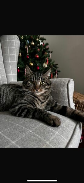 My cat died today