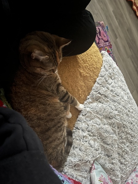 Hymns in Minor Keys & the Russian Easter Overture - the Excellent Cats ignore Culture.....