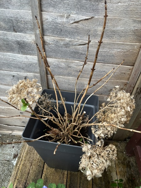 Help my hydrangea pls