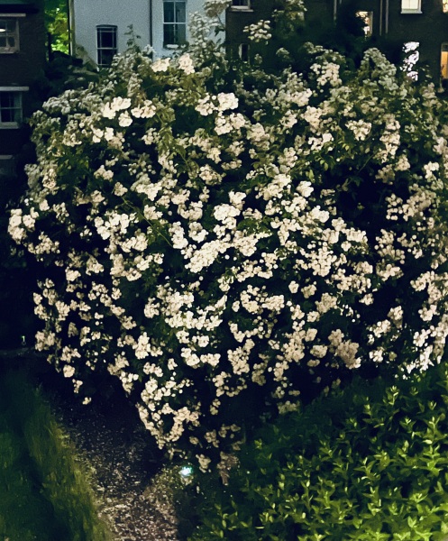 Which rose has bloomed first in your garden?