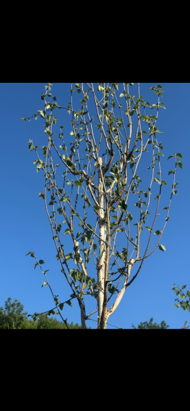 Recently planted silver birch - definitely not flourishing..