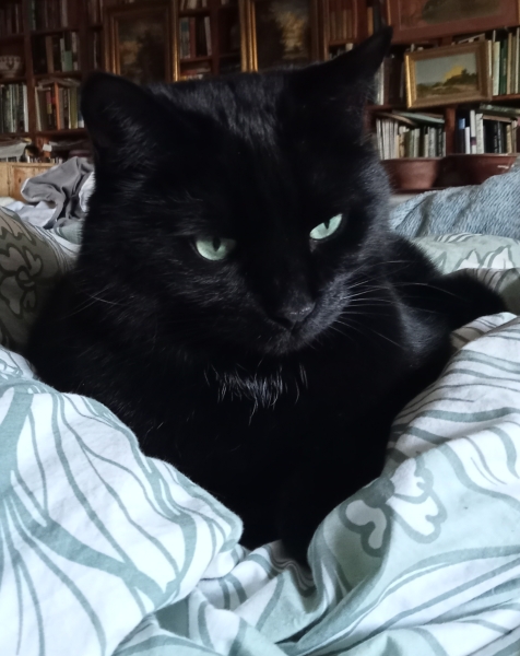 The Bluestocking Women's Pub, where brains can exist in a single state