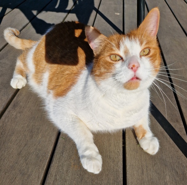 Roond and roond and up and doon - the Excellent Cats roam aboot