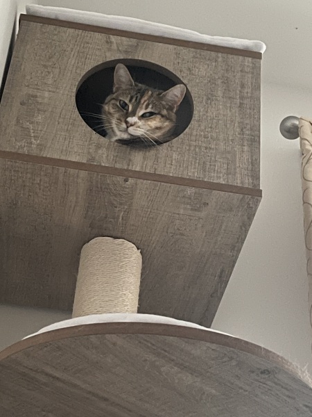 Roond and roond and up and doon - the Excellent Cats roam aboot